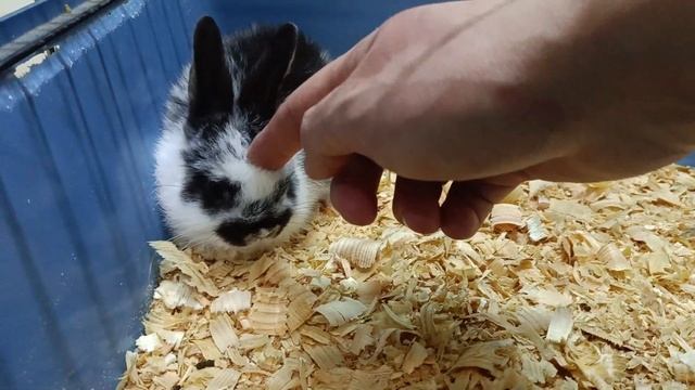 Маленький милый декоративный кролик смотреть онлайн