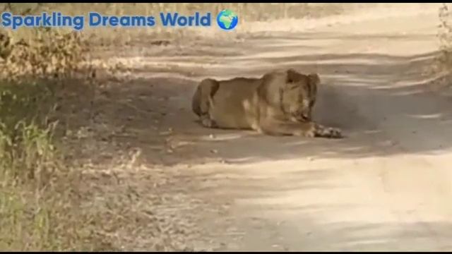 जंगल के राजा शेर ..... का अनोखा अंदाज... смотреть онлайн