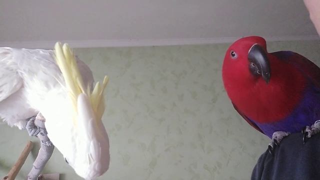 Эклектус с какаду смотреть онлайн