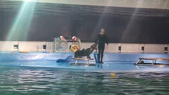 Тюлень ходит на лапах смотреть онлайн