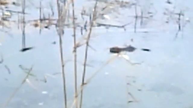 ондатры на болотце- продолжение смотреть онлайн