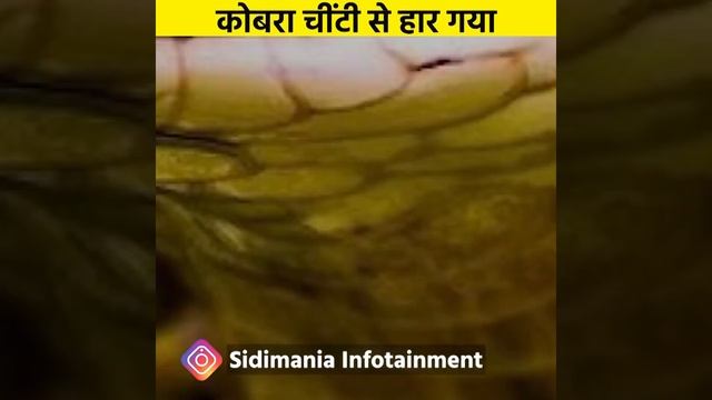 काश ये बात सब समझ पाते😱😱😱 inspirational motivational story #sidimania #shorts смотреть онлайн