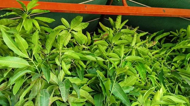 rais ahemad nursery up uttar pradesh malihabad WhatsApp no 9219263385 смотреть онлайн