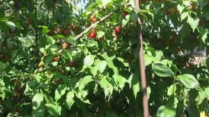 ХОРОШИЙ УРОЖАЙ КИЗИЛА  - МНОГООБРАЗИЕ ЕГО СОРТОВ В ОДНОЙ ЯМЕ