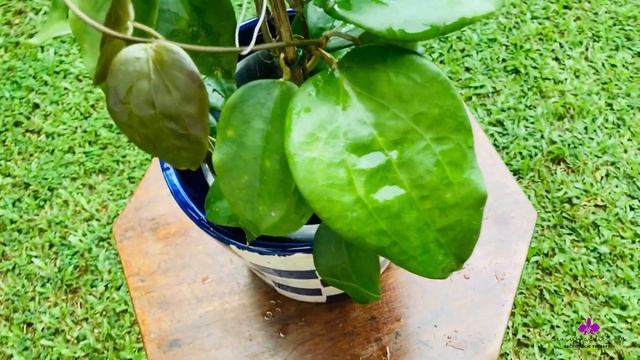 Hoya Highlights | Hoya Pentaphlebia