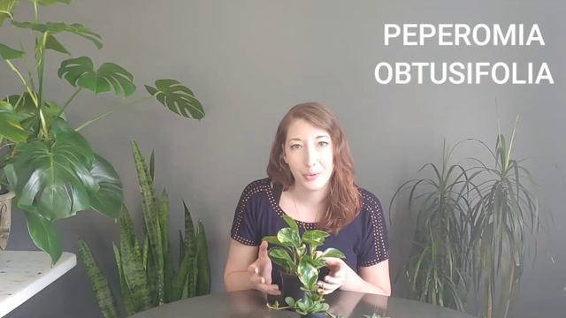 PLANT HAUL! My 6 new plant babies! смотреть онлайн