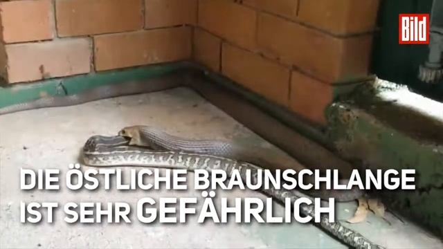 Bild Hier hatten die Kammerjäger in Australien смотреть онлайн