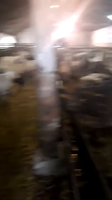 LACAUNE (Lacon)ırkı SAF damızlık koyunlar Avrupadan Türkiye çiftlik teslimi hayvan seçimi yapılıyor смотреть онлайн