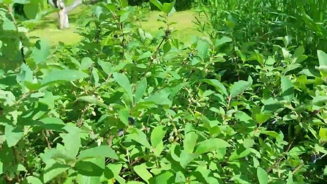 Жимолость смотреть онлайн