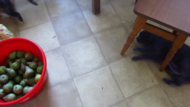 Муся и Тика играют смотреть онлайн