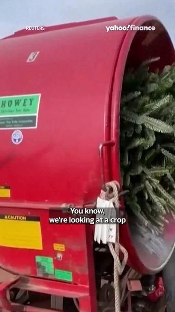 Christmas Trees Are Getting More Expensive