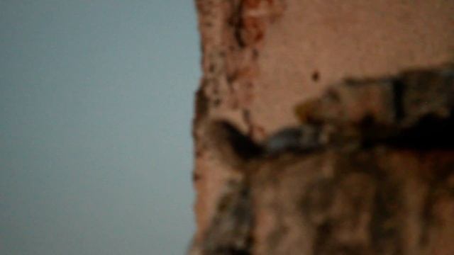 Ловуване на Кукумявка преди пълния мрак смотреть онлайн