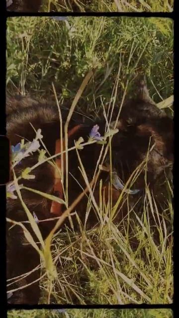 Неприятность эту мы переживем/Кот Леопольд, выходи подлый трус/Мультики нашего детства//Песни смотреть онлайн