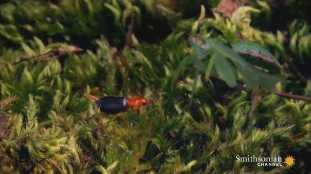 a bombardier beetle should be easy смотреть онлайн