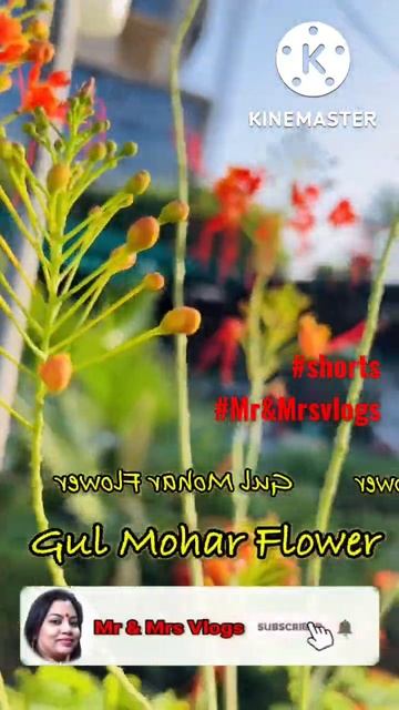 Gulmohar Flower | Royal Poinciana | peacock flower| Most Beautiful Flower #youtubeshorts #soothing смотреть онлайн