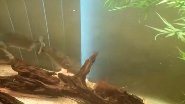 Red Belly Piranhas Eating A Chicken Drum Stick