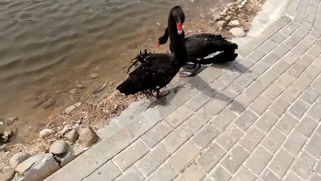 Черные лебеди приветствуют небрежным кивком смотреть онлайн