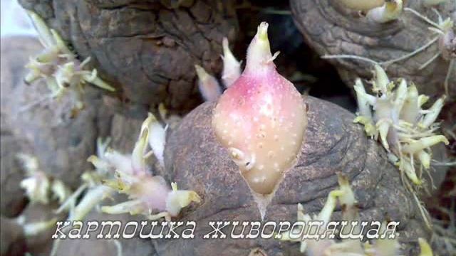 Диво дивное, чудо чудное смотреть онлайн