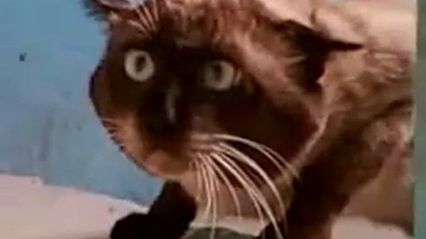 Ну очень странный кот Very strange cat