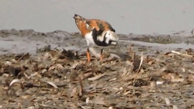 Ruddy Turnstone,Voltapietre (Arenaria interpres) смотреть онлайн