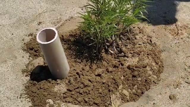 How To Grow Flowering Desert Willow смотреть онлайн