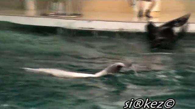 Котики в дельфинарии смотреть онлайн