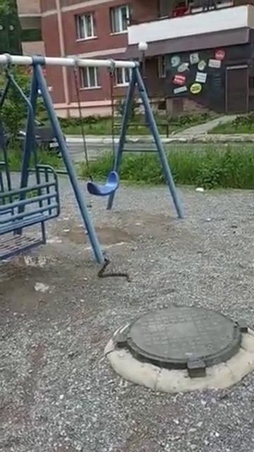 Змея во Владивостоке на детской площадке. Снеговая падь #змея смотреть онлайн
