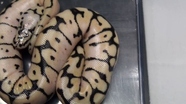 2013 Clutch #2 Result - Killer Blast x Normal - It's A Bee