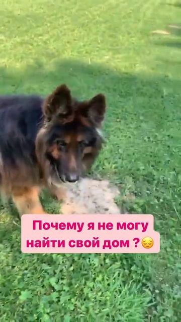Грюнделя сегодня не стало 🌈 смотреть онлайн