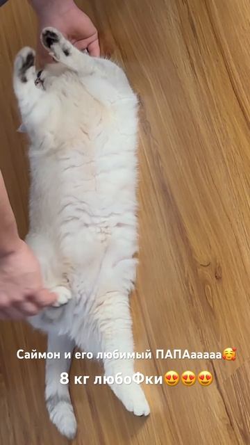 #золотаяшиншилла#серебристаяшиншилла#scottishfold#scotish#cat#funny#кот#шиншилла#котсаймон#котик#ca смотреть онлайн