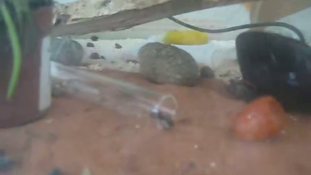 Unboxing Messor cf barbarus смотреть онлайн