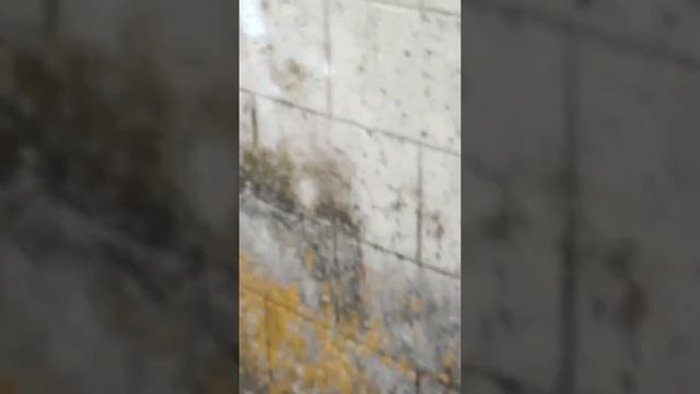 Голубиный феномен😊 смотреть онлайн