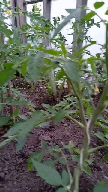 Обзор томатов Ямал 200 на 20 мая смотреть онлайн