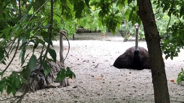 Страусиный дневной отдых в Тайгане! смотреть онлайн