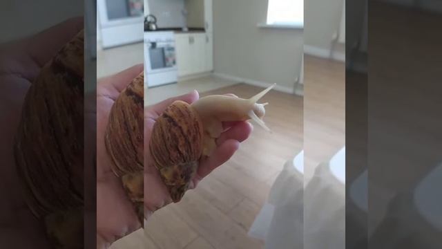 Моя улитка Улечка. поет смотреть онлайн