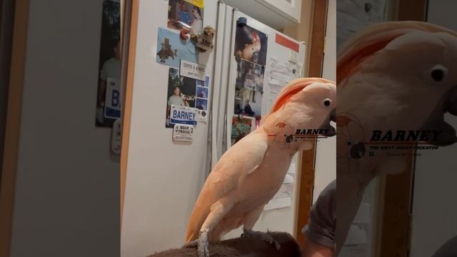 This is so much Fun!! 🦖🤣🧡🕺 смотреть онлайн