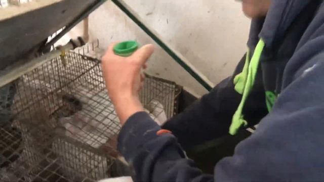10 кітних самок і самець в подарунок. Термонська біла смотреть онлайн