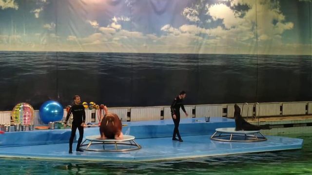 Лев и морж. アシカとセイウチです。5 смотреть онлайн