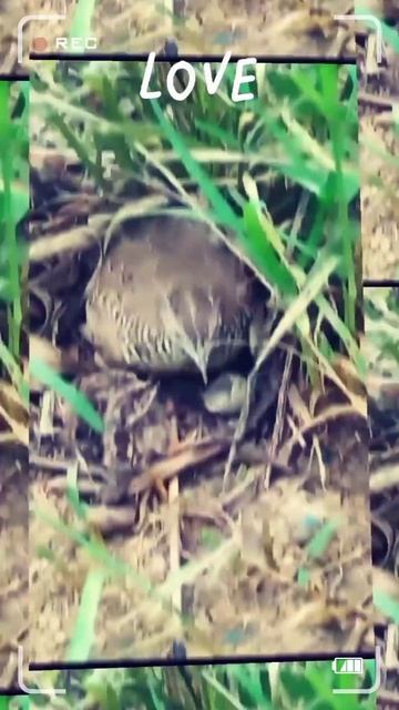 Birds with little chick's #nature #animalwatch #wildanimals #wildlife #viral смотреть онлайн