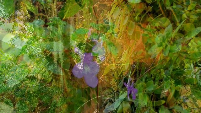 [꽃사랑25] 여리여리한 꽃잎의 스트렙토카르푸스 삭소룸 | Streptocarpus Saxorum смотреть онлайн