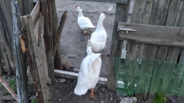 хочется гулять, домой совсем не хочется 😊 #домашняяптица #animal #duck #утки #chicken #природа смотреть онлайн