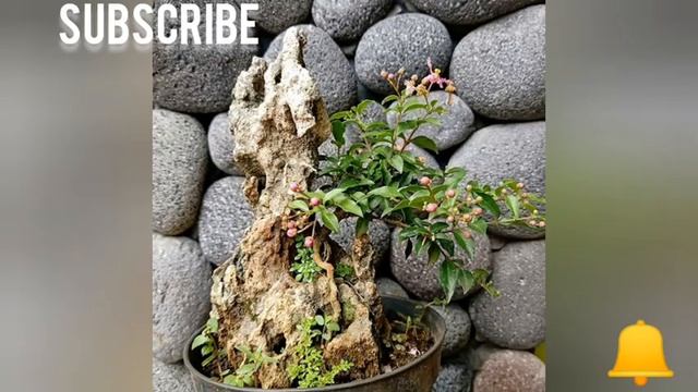 inspirasi bonsai mame terunik смотреть онлайн