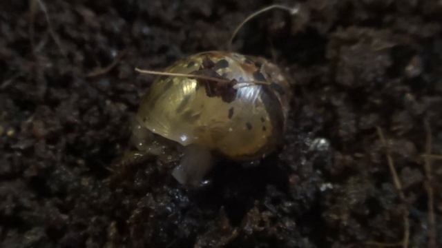 TAG мои улитята ахатины ^_^ смотреть онлайн