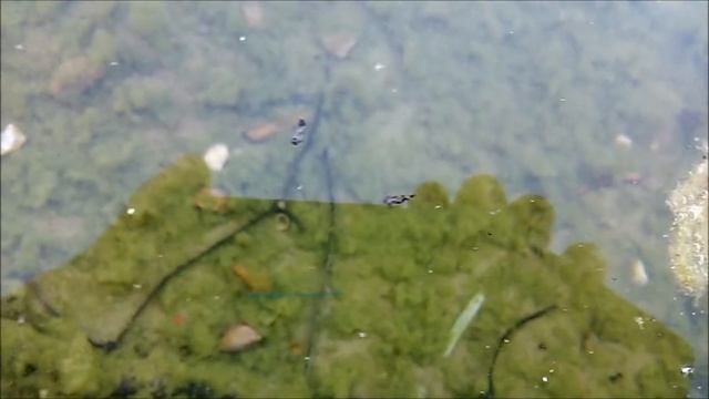 Quironómidos - Chironomid смотреть онлайн