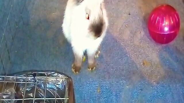 Лин чу ушла в депрессию … смотреть онлайн