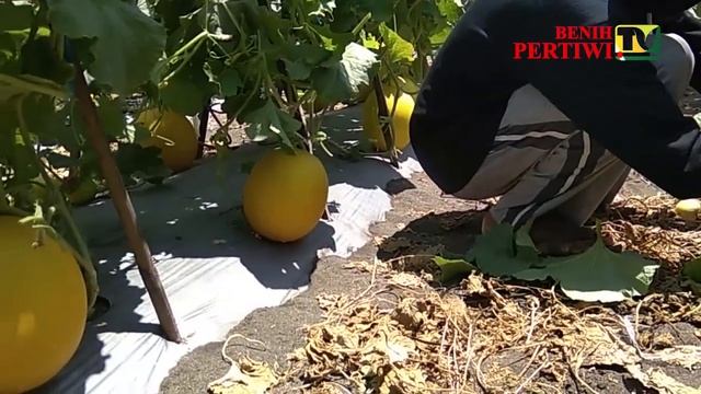 BENIH PERTIWI TV - Melon Monet, Tetap Istimewa di Pesisir Pantai смотреть онлайн