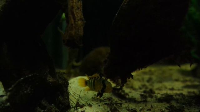Apistogramma Baenschi смотреть онлайн