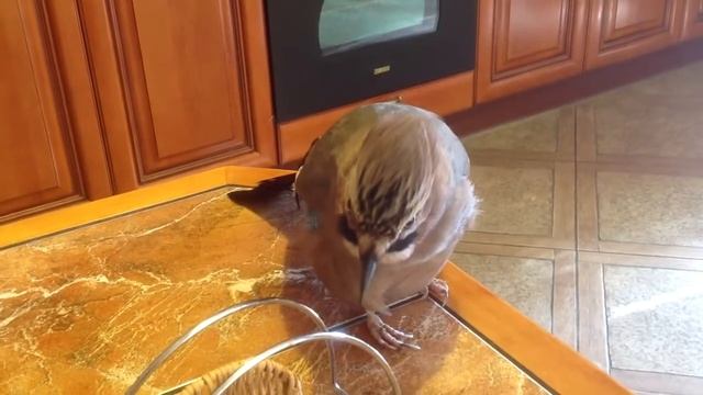 омелюх Арончик смотреть онлайн