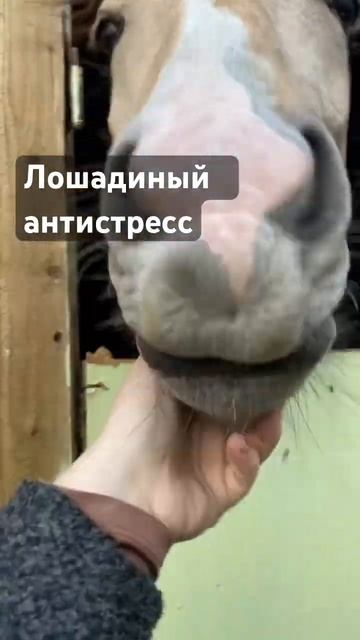 Антистресс у конников #лошади #horses #equestrian #жеребята #horsemanship #foal #верховая_езда смотреть онлайн