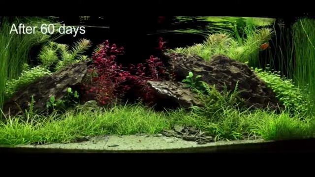 180L Planted Aquarium Setup with Dragon Stone | Aquascape TV смотреть онлайн